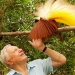 Attenborough's Paradise Birds
